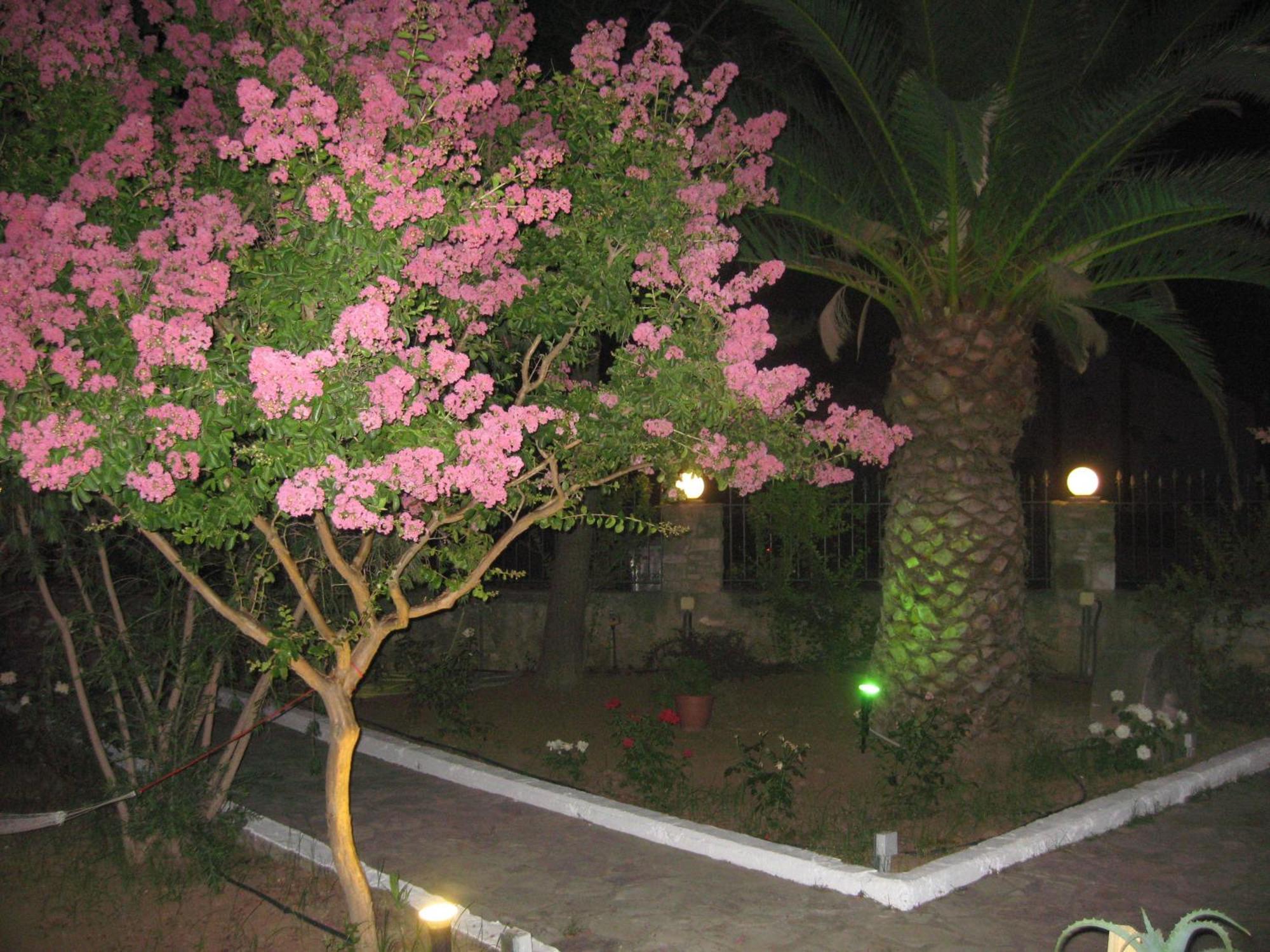 Assimakis Hotel Finikounta Exterior photo